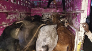 Illegal-cattle-transport