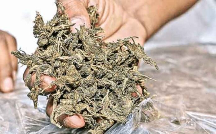 ganja
