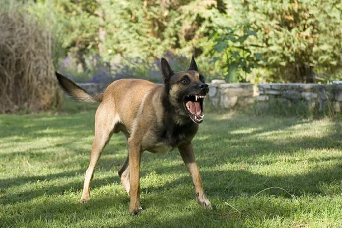 agressive-dog agressive-dog