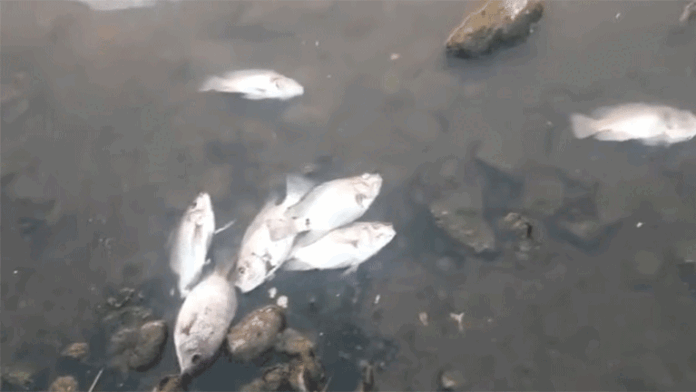 mula-mutha-river-fish-died
