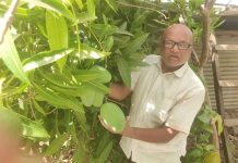 सामोडे येथील दत्तनगर गल्लीत ग्रामपंचायतीच्या निधीतून लावलेल्या आंब्याच्या झाडांना लागल्या कैऱ्या; गावकऱ्यांचा अनोखा आदर्श सामोडे