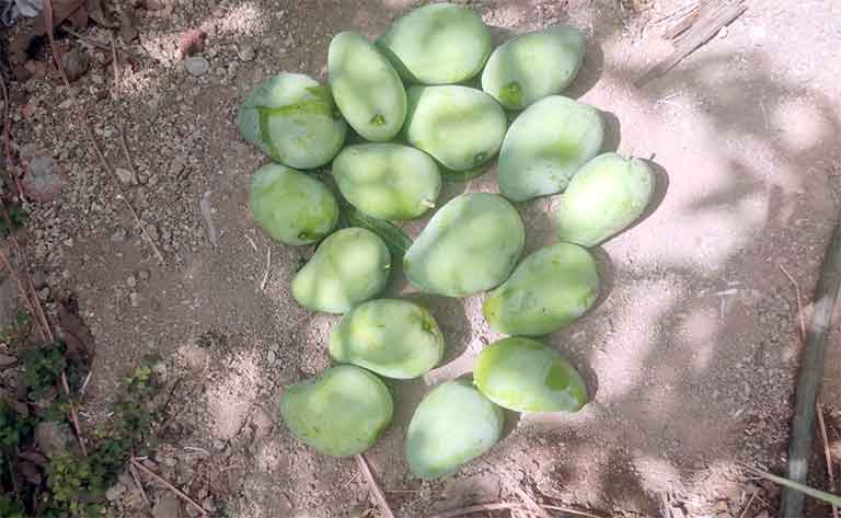 सामोडे 