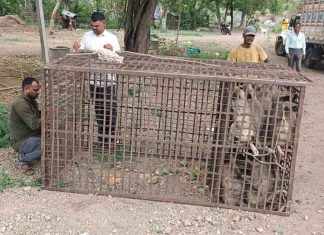 गणेशवाडीत (वडूज ) वनविभागाकडून माकड पकडण्याची कारवाई गणेशवाडी