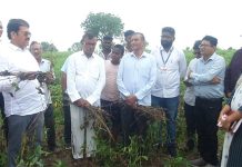 नुकसानग्रस्त शेतकऱ्यांच्या बांधावर आमदार राजूमामा भोळे; पंचनामे व भरीव मदतीसाठी शासनाकडे पाठपुरावा करणार राजूमामा भोळे