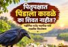 पितृपक्षात पिंडाला कावळे का शिवत नाहीत? पक्षीमित्र राजेंद्र गाडगीळ यांचे शास्त्रीय विश्लेषण पितृपक्षात
